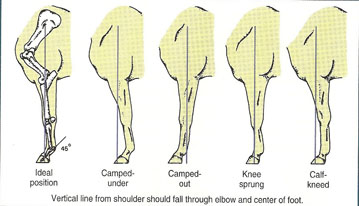 illustration showing front horse legs with ideal position; camped-under; camped-out; knee sprung; and calf-kneed (from left to right).